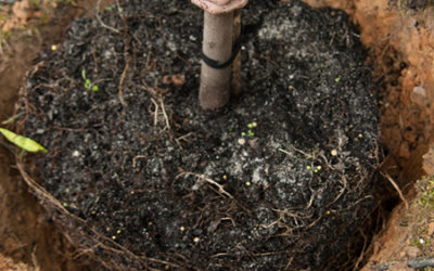 Vlinders verleiden met nectarplanten