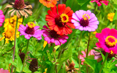 Tuintips juni