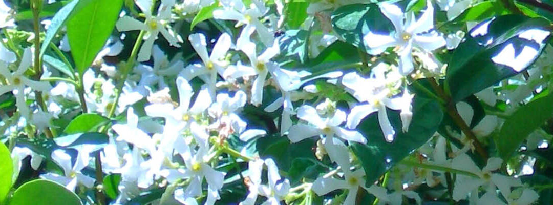 Klimplanten
