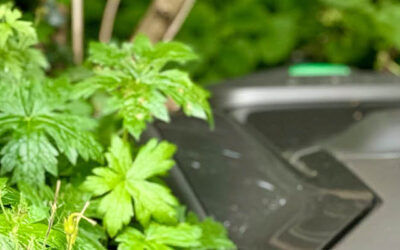 Tuin winterklaar maken
